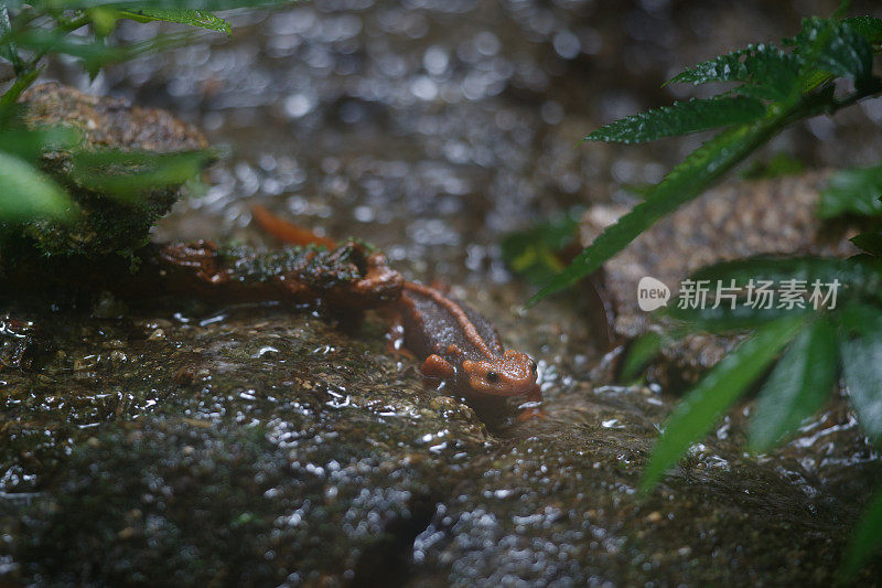 动物:成年喜马拉雅蝾螈(Tylototriton verrucosus)，也被称为鳄鱼蝾螈、鳄鱼蝾螈、喜马拉雅蝾螈和红节蝾螈。